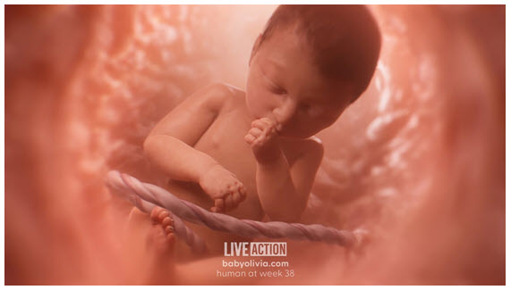 LIVE ACTION babyolivia.com - illustration of a fetus in the womb